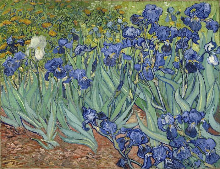 Oil painting of blue irises in a garden bed